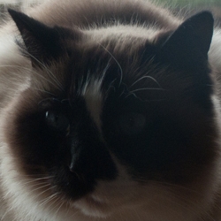 My Cat